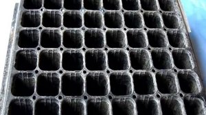 ЦВЕТОК ТРАНСФОРМЕР! Сеем нигеллу восточную.