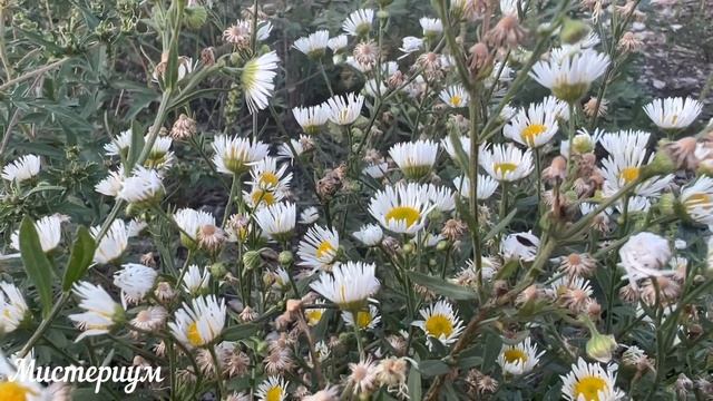 Дни СИЛЫ в МАРТЕ 2023. Самые благоприятные дни месяца. смотреть онлайн