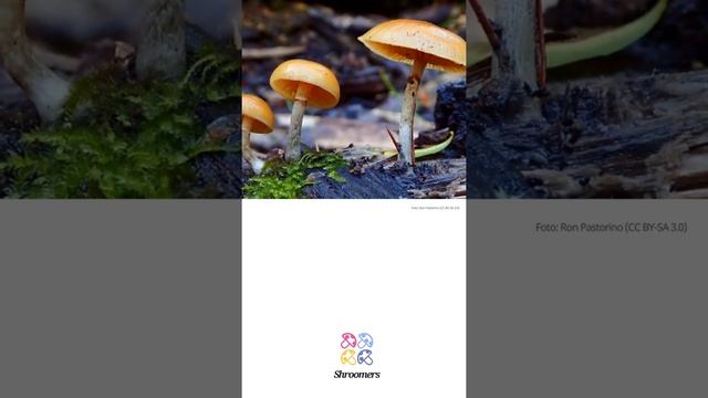 Gifthäubling (Galerina marginata) | Doppelgänger | Praktisches Kurzprofil | Shroomers смотреть онлайн