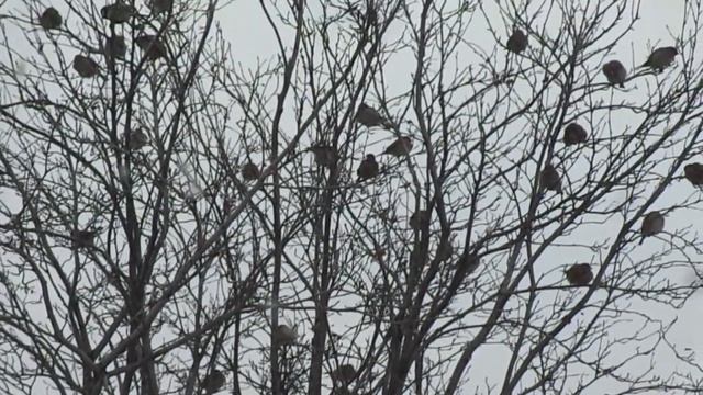 Как нарядить елку во дворе. Видеозарисовка. смотреть онлайн