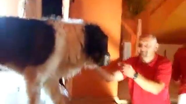 Сенбернар и лестница / St. Bernard dog and ladder смотреть онлайн