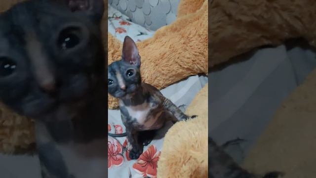 котэ Донской сфинкс Шанель 3 декабря 2021 г. смотреть онлайн