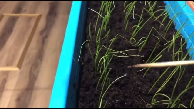 Лук Эксибишен от посева до сбора урожая . Рассада лука без пикировки. смотреть онлайн