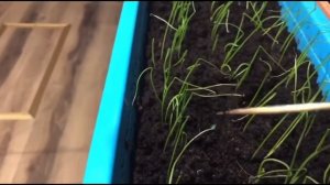 Лук Эксибишен от посева до сбора урожая . Рассада лука без пикировки.