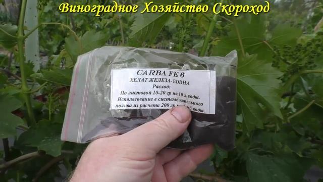 Внимание - гроздевая листовертка! Не забудьте сделать обработку от этого вредителя. смотреть онлайн
