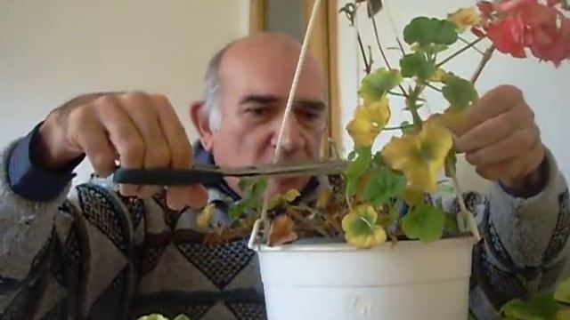 Постригване на каскадно мушкато смотреть онлайн