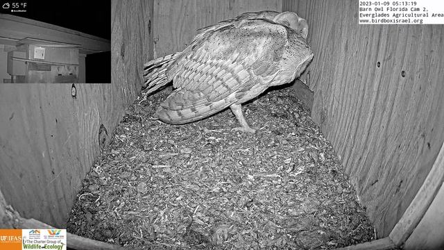 Great news, barn owl pair are courting again after fledgling 3 nestlings. смотреть онлайн