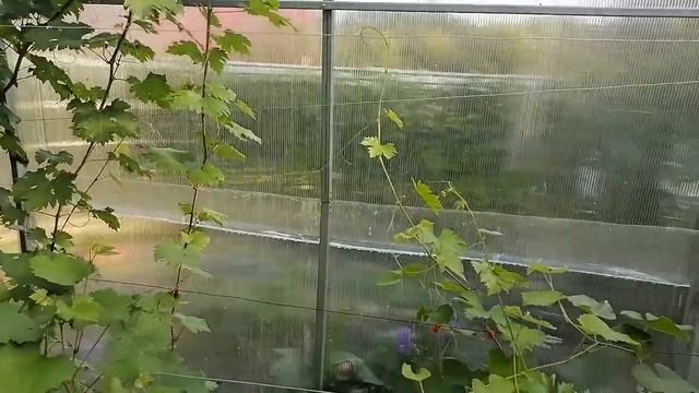 Виноград в Нижегородской области обзор на 20 08 21 смотреть онлайн