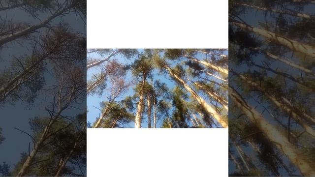 ЛЕСОПАРК "СОСНОВКА" ?Собираем шишки ? ? смотреть онлайн