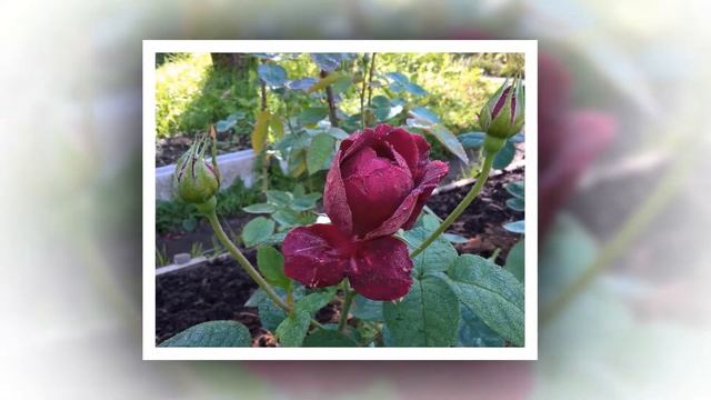 Leonard Dudley Braithwaite Rose смотреть онлайн