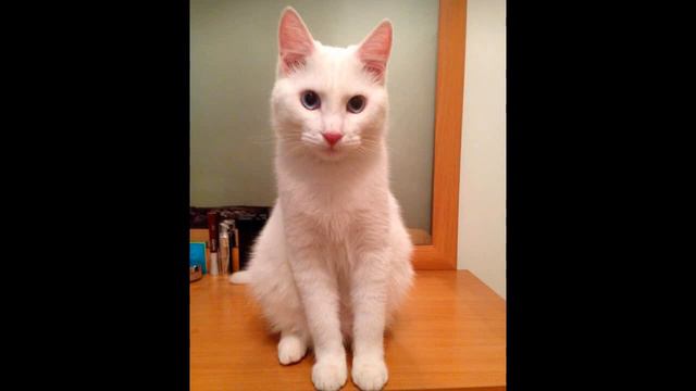 Она подобрала на улице непонятное существо. Через год его было не узнать. смотреть онлайн