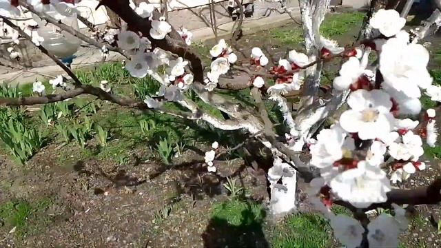 #Адыгея #абрикос #цветение ? красота 22 03 2023 смотреть онлайн