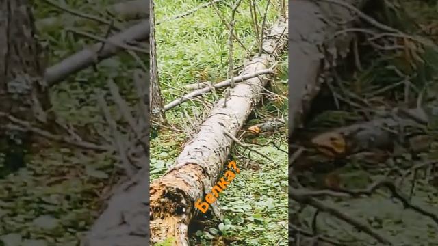 #белка #бурундуки #бурундук #лес #байкал #природа #каркасныйдом #строимдом #фундамент #отопление смотреть онлайн