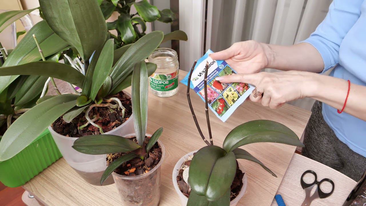 СЛАДКАЯ жизнь НЕ ДЛЯ КОРНЕЙ ОРХИДЕЙ!!! А для чего тогда? смотреть онлайн