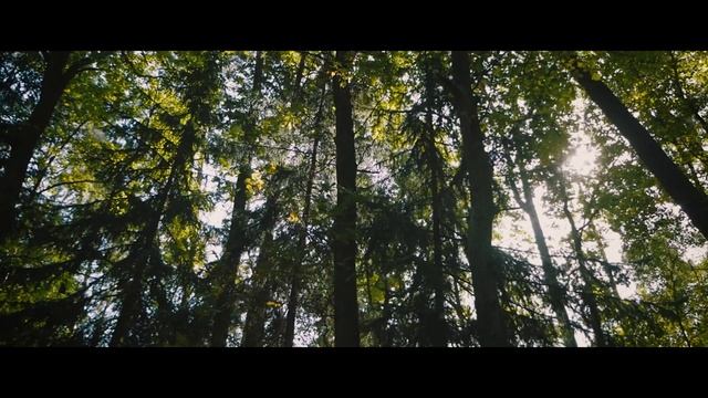 Forest BROLL  | Lumix GX80/GX85 + Panasonic 12-35 2.8 II | Budget 4K Camera | FULLHD 60fps
