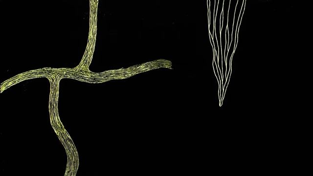 Подземный супермаркет (микориза, мікориза , mycorrhiza) смотреть онлайн