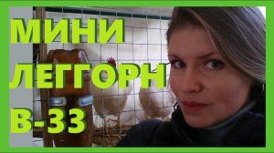 Карликовый Леггорн В-33. Мини Леггорн - яичная порода кур