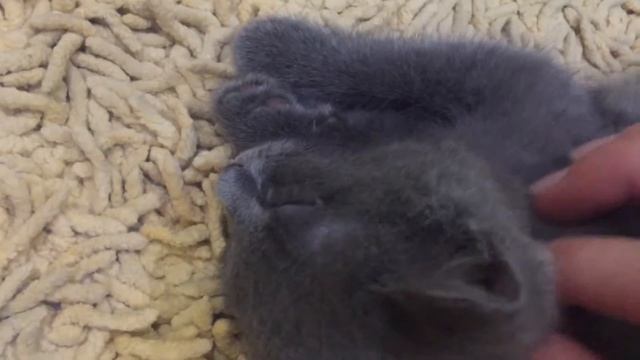 Наша Сильва Silver Котёнок Русская Голубая Дымчатый котенок Серый котенок Порода русской голубой смотреть онлайн