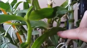 Как отделить детку дендробиума