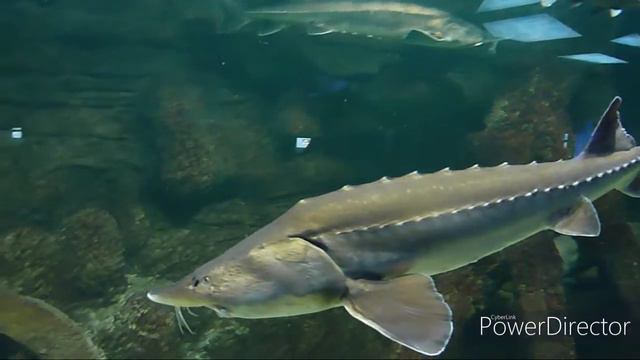 Я мы Тихий океан. Oceano Pacifico. смотреть онлайн