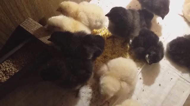 Второй зимний вывод цыпок смотреть онлайн