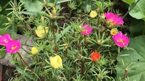 Портулак от посева до цветения