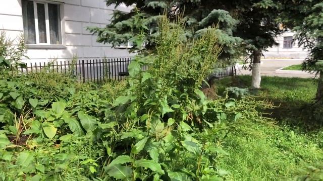 Набережная где тротуары, где газоны? смотреть онлайн