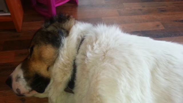 Породные герои