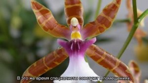 Орхидея мильтония — уход в домашних условиях