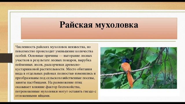 Мухоловка - интересная и красивая птичка. Виды мухоловок. смотреть онлайн