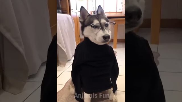 Смешные животные #3 смотреть онлайн
