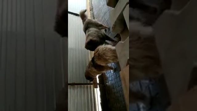 Течка, это опасно. смотреть онлайн