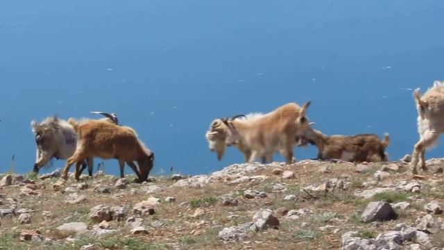 Горные Безоаровые Козлы на Ильяс-Кая. Крым. смотреть онлайн