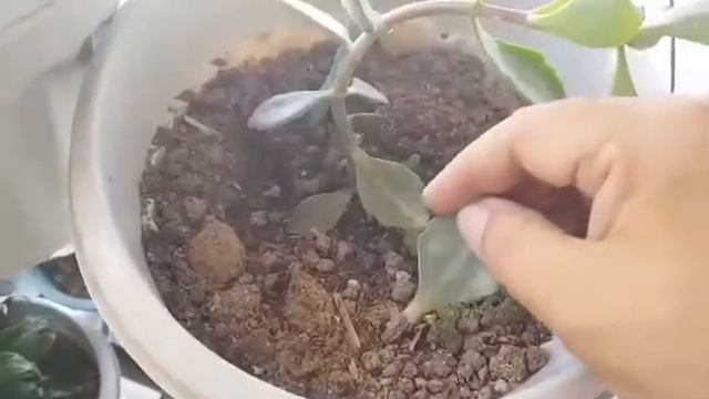 How To Propagate Kalanchoe Humilis Leaf