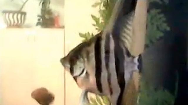 Самец скалярии у кладки икры смотреть онлайн