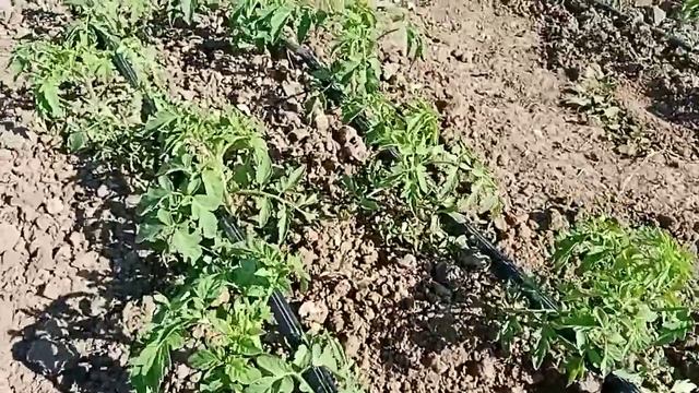 Томат, (помидоры) "Джина тст" смотреть онлайн