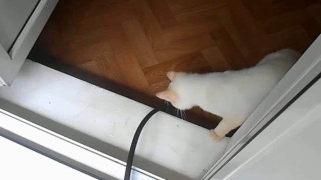 кот и насос...или воздушная мельница смотреть онлайн