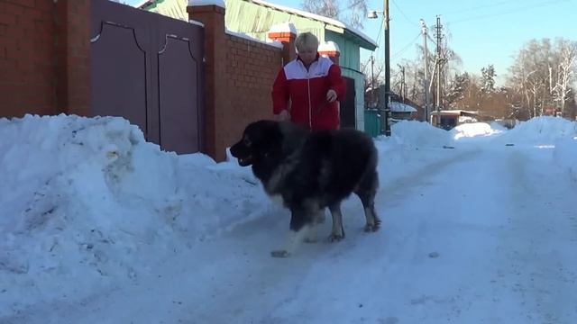 Кавказская овчарка, кобель смотреть онлайн