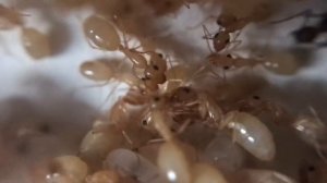 Camponotus fedtschenkoi описание