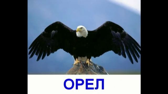Птицы для детей. Развивающая презентация. смотреть онлайн