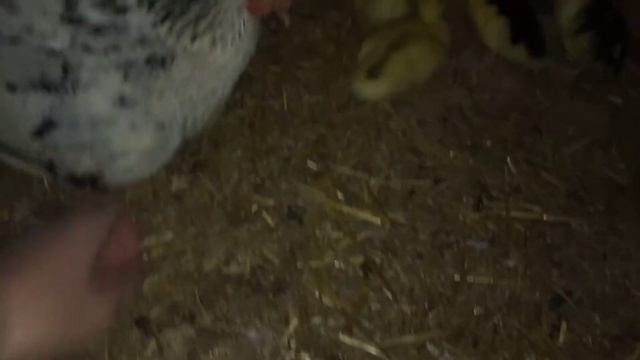 Выпарила квочка цыплят ?! Подкладываем фазанье яйцо квочке ! смотреть онлайн