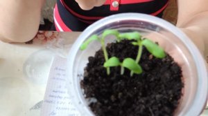 Пикировка томатов в фазе семядольных листьев