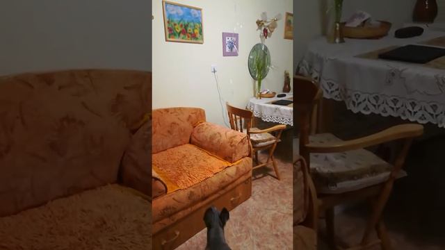 Девочка тайского риджбека MERINGUE