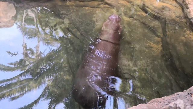 4k Que ver en Fuengirola Bioparc Fuengirola Zoo Walking Tour Spain смотреть онлайн