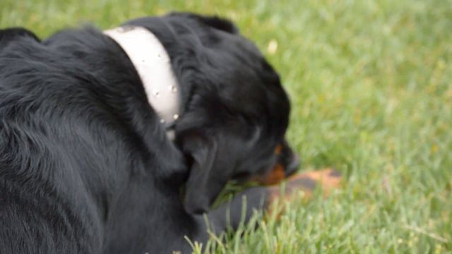 Quick Vlog of my (True Rottweiler) Series Coming Soon.. смотреть онлайн