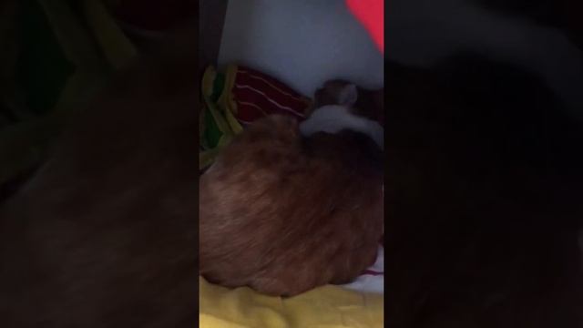 Где спят коты? смотреть онлайн