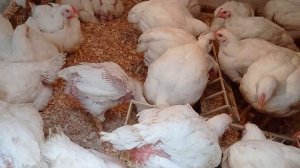 Как я перевела бройлеров с заводского кормбикорма на зерносмесь