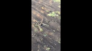 Вспашка огорода самодельным минитрактором после выкапывания картошки ч5