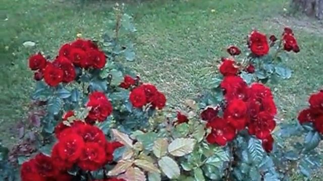 Розы - В парке Чаир смотреть онлайн