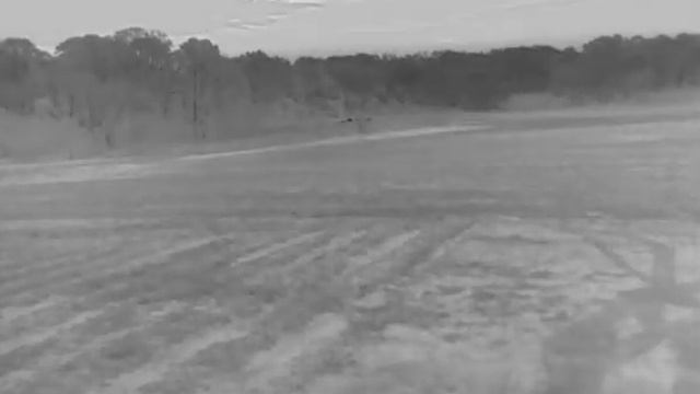 hogs at distance flir vue 640, 19mm смотреть онлайн